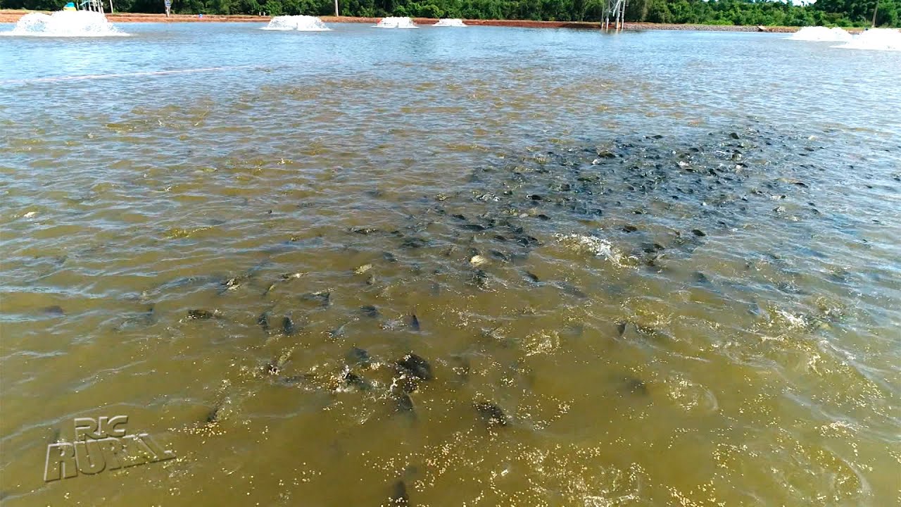 Tecnologia é aliada de piscicultores no Oeste do Paraná