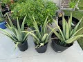 Planting Aloe Pups From Stockton Aloe1 - 1 Year Update