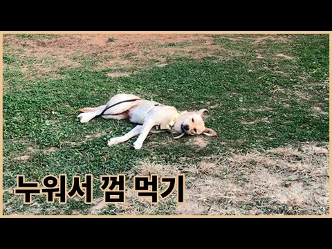 초스피드 먹방 ｜ 츄잇 한우 우피껌