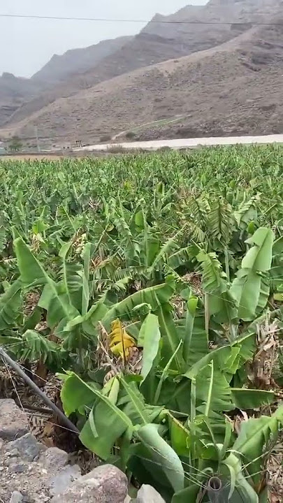 Plantatie de plátanos de Canarias #shorts #platanodecanarias