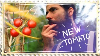 Crazy New Tomato Found Growing in my Garden - Tomato Breeding
