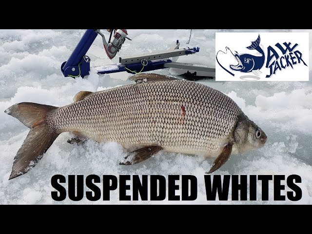 Jaw Jacker Whitefish Ice Fishing Suspended Wire Worms 