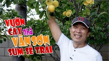 VAN SON 😊 Khám Phá Vườn Cây Nhà Vân Sơn Sum Sê Trái !!!