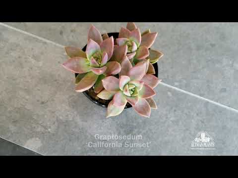 Quick Peek: Graptosedum 'California Sunset'