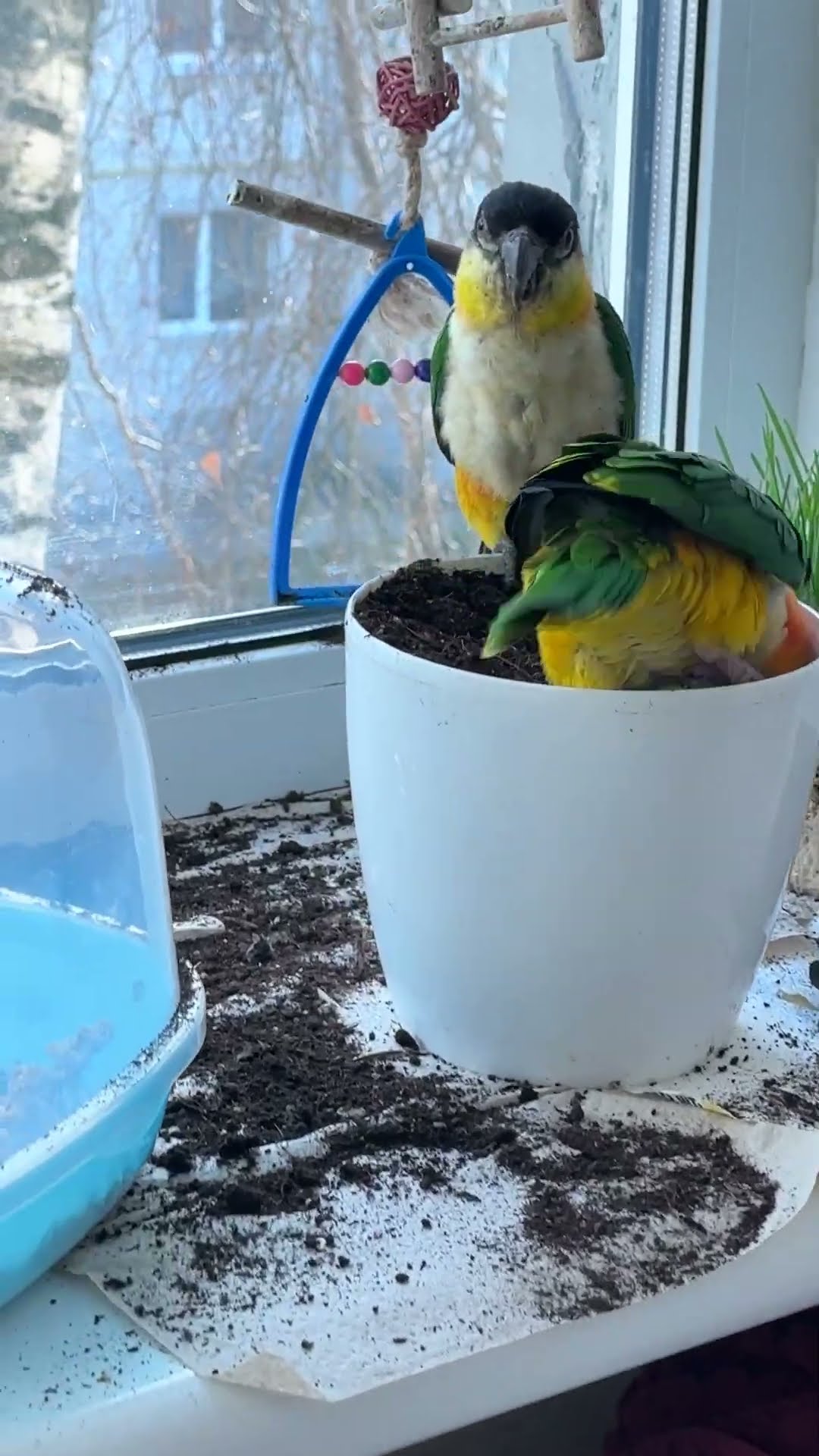 Parrots Make a Mess With Potting Soil || ViralHog