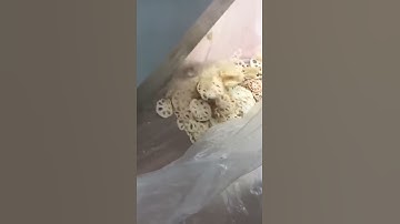 BXQP 805 lotus root slicing machine vegetable cutting