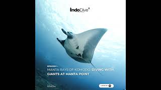 EPISODE 1 - Manta Rays of Komodo: Diving with Giants at Manta Point | IndoDiveX