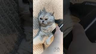 Cat massager | Silver kitty enjoying a massage  #catlover #catmassage