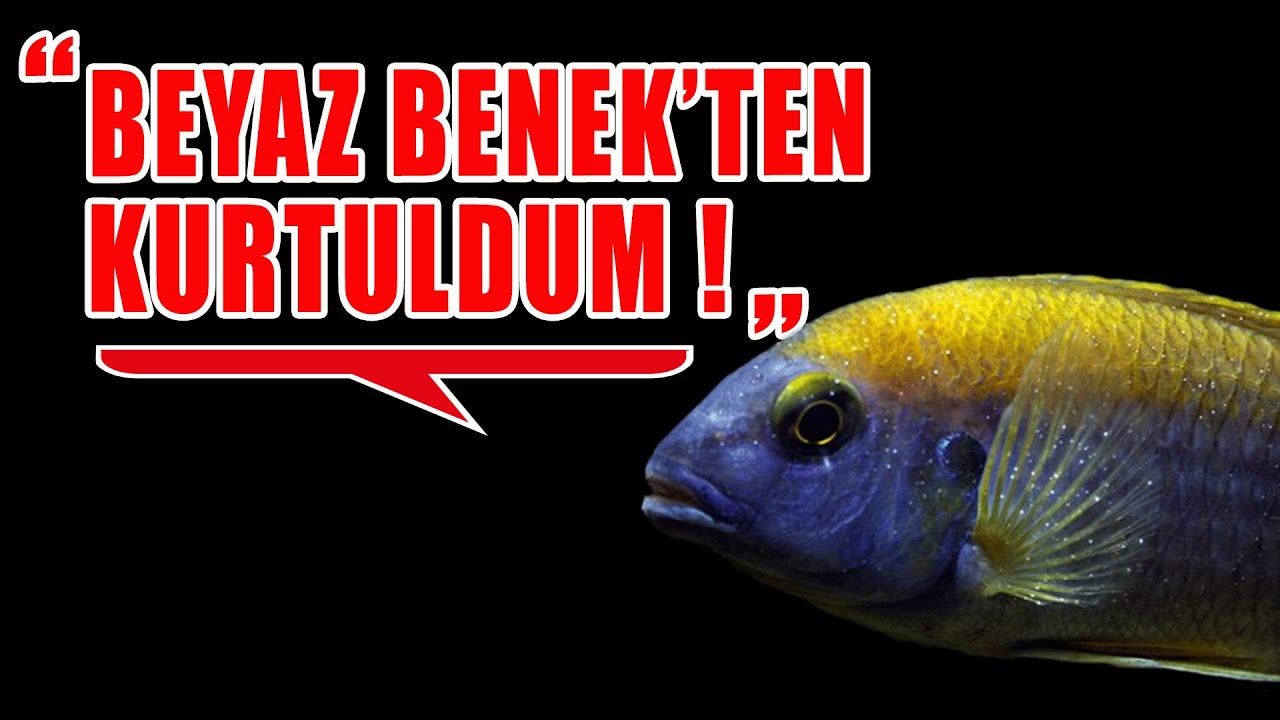 BEYAZ BENEK'TEN NASIL KURTULDUM ? - Beyaz Benek Hastalığı Tedavisi - Vatoz Beyaz Benek Tedavisi