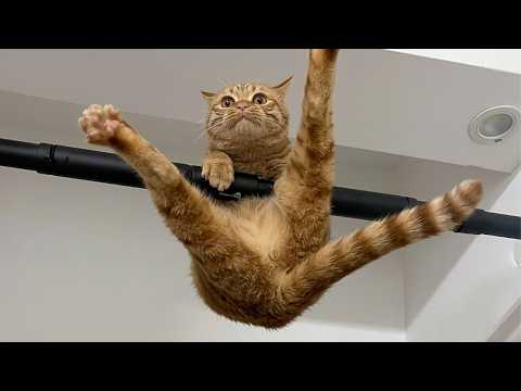 Try Not To Laugh At These ORANGE CATS 🤣 Funny Cat Videos