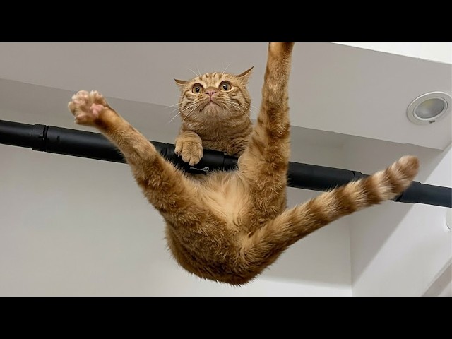 Try Not To Laugh At These ORANGE CATS 🤣 Funny Cat Videos