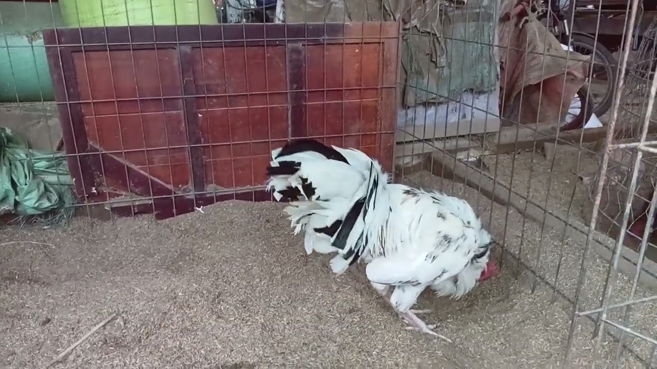 0901637956(1/3/2026). Ngày cuối tuần vui vẻ cùng những chú gà xinh đẹp❤️❤️❤️!