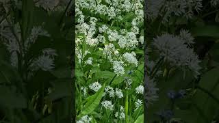 Wild garlic in bloom and birdsong at Galloway House Gardens, Rigg Bay, SW Scotland @Crina-LudmilaCristeaAuthor