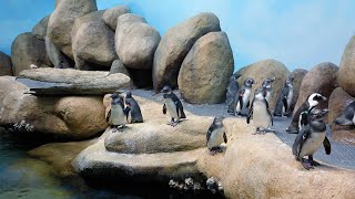 Live Penguin Cam (Colony View) | California Academy of Sciences