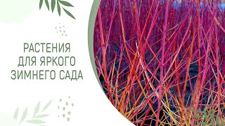 РАСТЕНИЯ ДЛЯ ЯРКОГО ЗИМНЕГО САДА