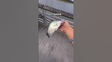 How to catch CRAPPIE! (Super easy) #fishing #shorts