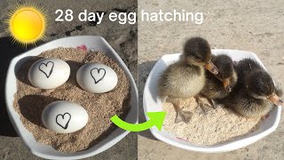 Sunlight incubator duck egg hatching result 100%