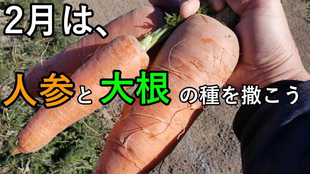 2月は人参と大根の種を播こう｜土づくり、おすすめの品種、輪作設計、栽培のポイント