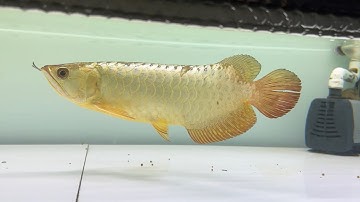 Kim long quá bối - Đầu vàng - Màu gắt - Tố chất cao @CÁ RỒNG XÁCH TAY  #carong #iloveanimals