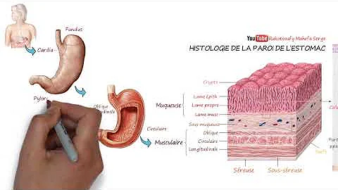 Comment restaurer la muqueuse de l'estomac ?