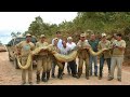 आज तक पकडे गए दुनिया के सबसे बड़े सांप | Biggest Snakes In the World