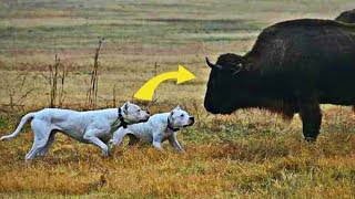 ¿Dogo argentino vs Bufalo? - Mitos del DOGO ARGENTINO by VENENO 1,704,850 views 5 years ago 5 minutes, 3 seconds