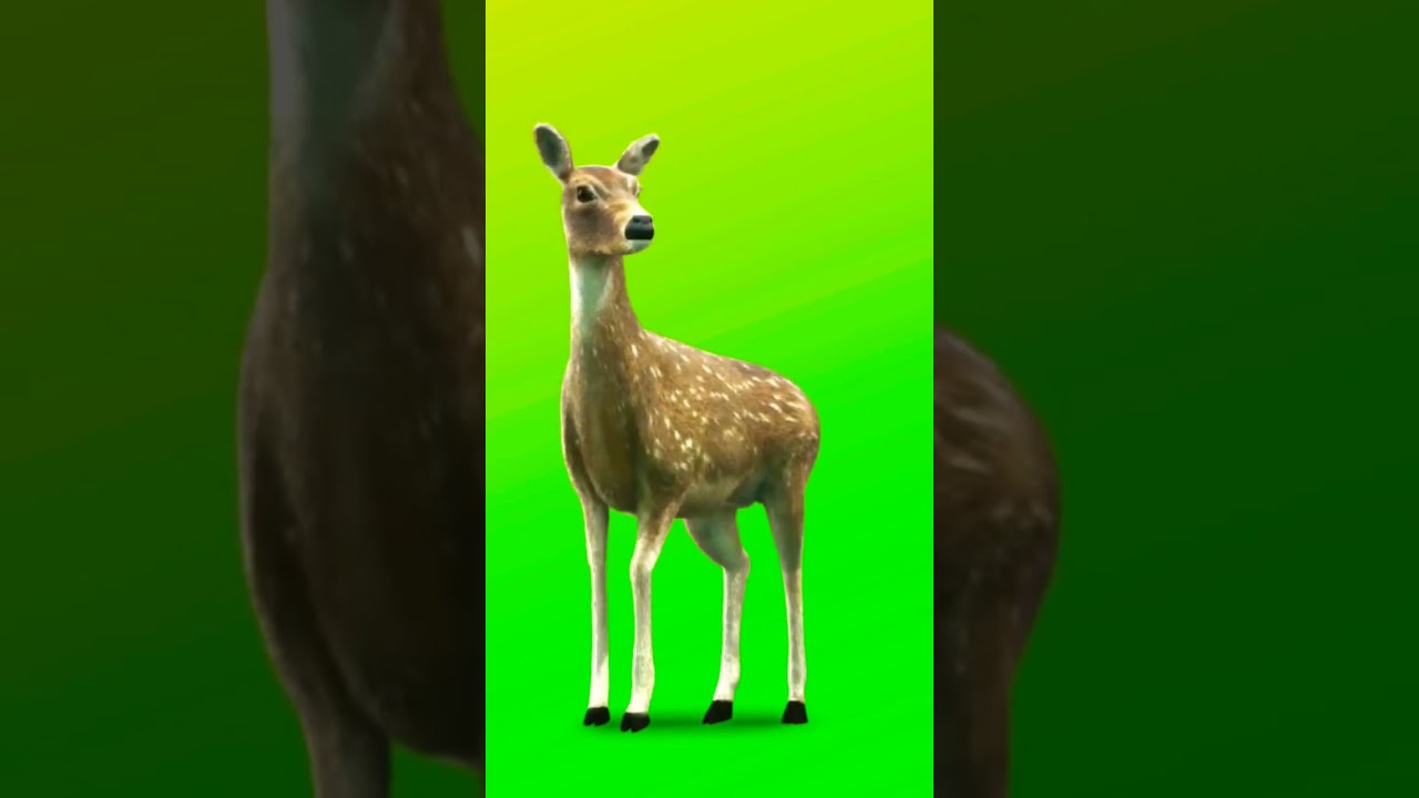 Deer green screen |green screen animation 