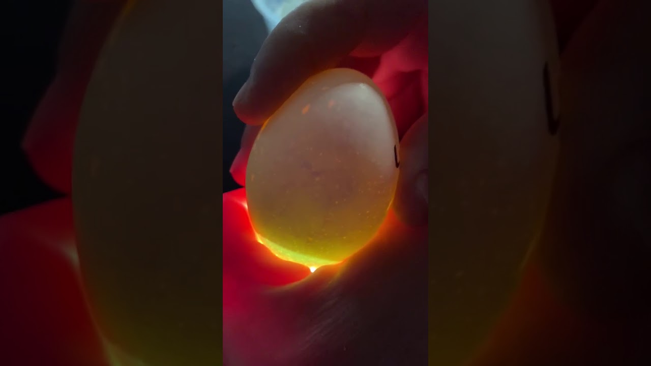 Candling chicken egg day 7 - YouTube