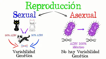 ¿Pueden reproducirse los asexuales?