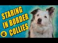 Why Do Border Collies Stare