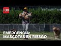 Contaminación y calor dañan a mascotas ¿Cómo debo cuidarlos? - Estrictamente personal