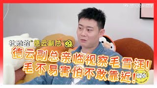 ‍德云副总亲临视察毛雪汪工作毛不易害怕不敢靠近做客师弟们送啥礼物都问了一遍【毛雪汪】