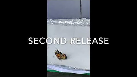 Raising Caterpillars & Releasing Butterflies