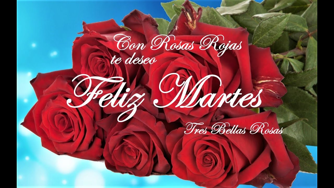 Feliz Martes con Rosas Rojas y hermosos mensajes para ti ??❤️????? -  YouTube