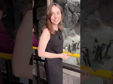 Аня Цветочкина выдвинулась в Московский зоопарк на встречу с пингвинами🐧 #izmetro #изметро