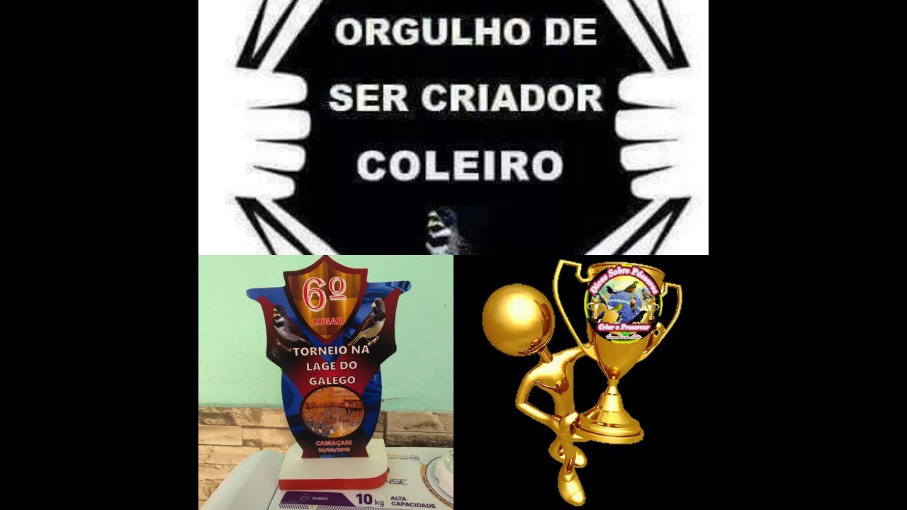 O Resgate de um campeão. ( coleiro volta a disputar ) YouTube O Resgate de um campeão. ( coleiro volta a disputar ) YouTube