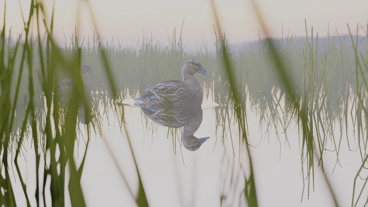 Ducks on a lake | Blender | 3D Animation - YouTube