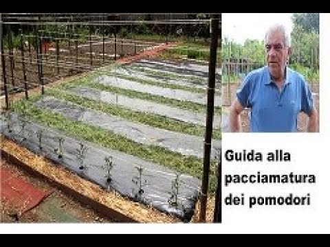 Guida alla pacciamatura per i pomodori - YouTube