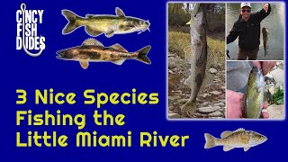 3 Nice Species Fishing the Little Miami River | Milford, OH