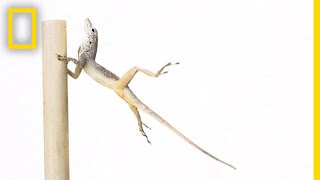 Scientists Use Leaf Blowers to Study Natural Selection | National Geographic