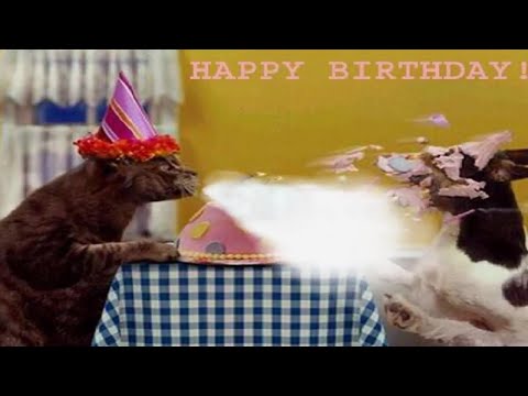 animal-happy-birthday-song|-funny-happy-birthday-song-for-children