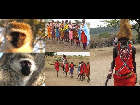 Βίντεο: Το δάσος Phoenix - Εθνικό Πάρκο Kaziranga