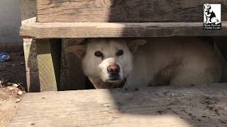 He's been alone for months  Stray Rescue of St.Louis