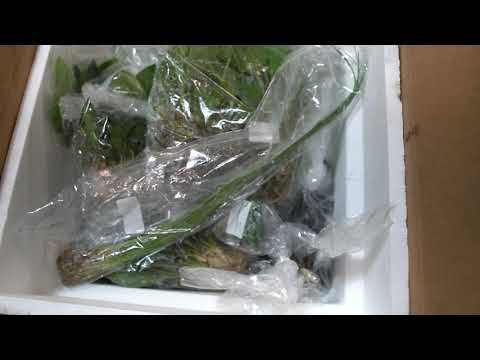 Vídeo: Plantas de aquário. Cryptocoryne Wendt: criação e cuidados (foto)