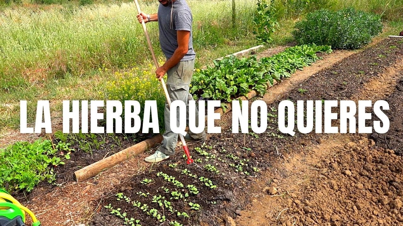 La hierba que no quieres || Diario de una huerta familiar
