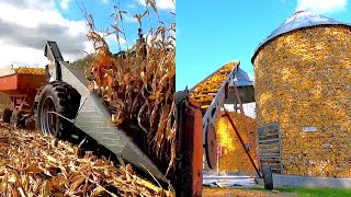 Picking Corn on a Small Family Dairy Farm! Harvest 2023! (Part Two)