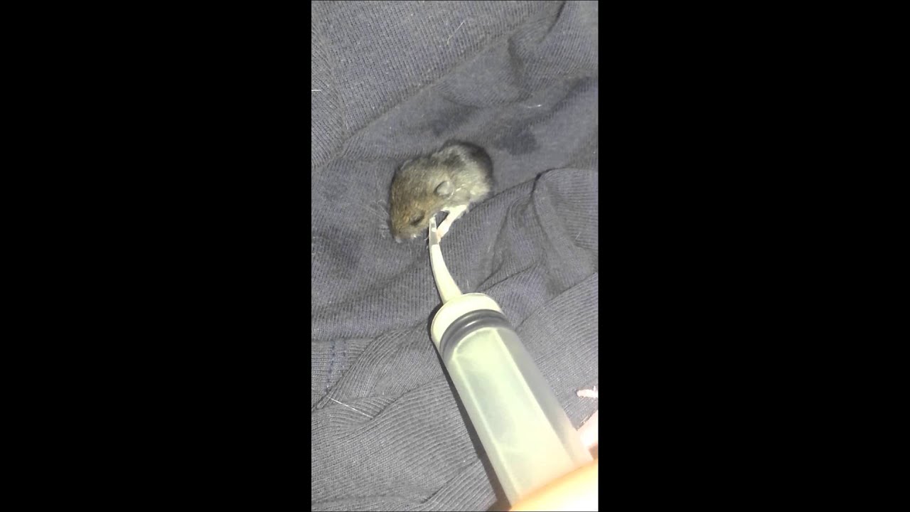Moi Qui Sauve Un Bebe Mulot Parti 2 Youtube