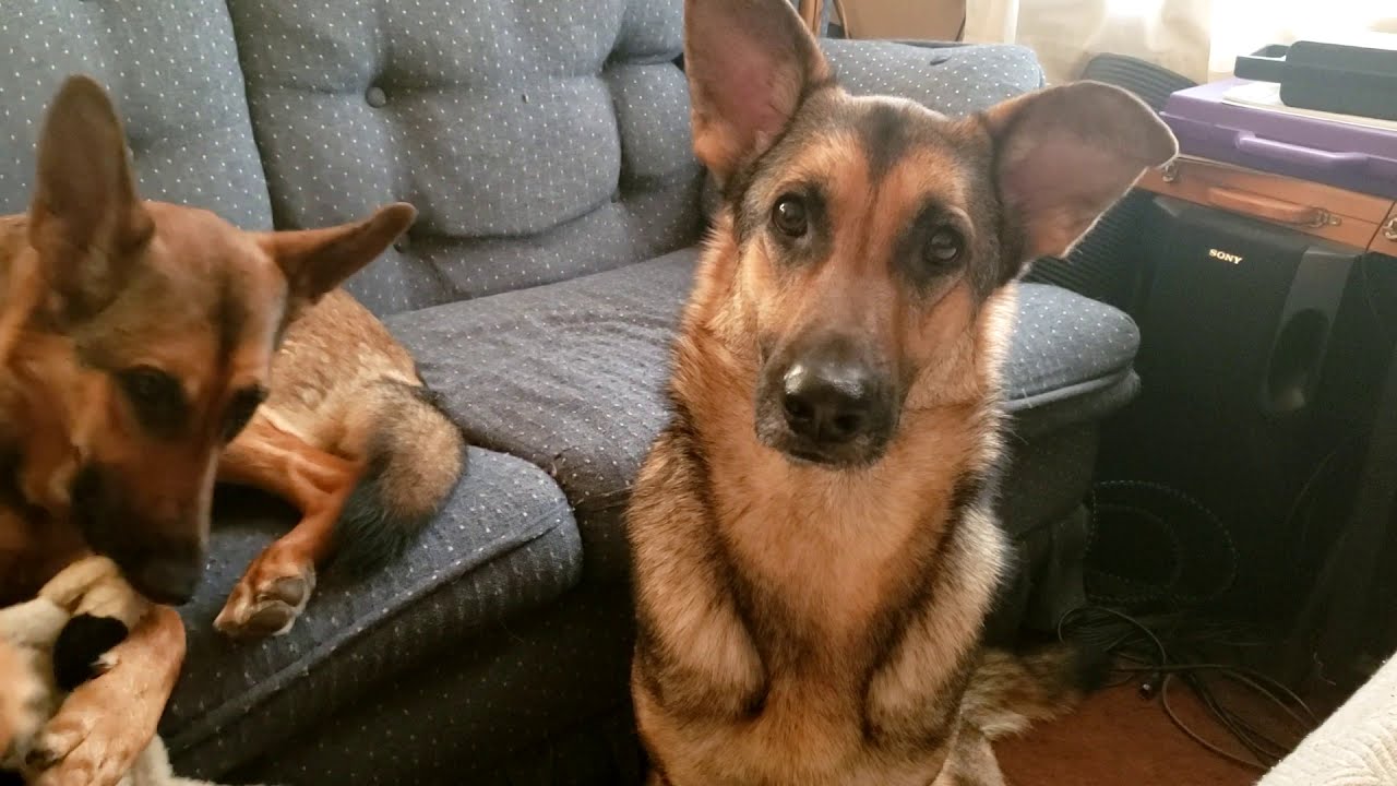 German Shepherd Dog Sings the Blues YouTube