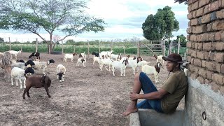 FLÁVIO CAGA SELA TÁ SÓ PENSANDO NA GALEGA TÁ MUITO TRISTE O CARA#VENDO#CABRITA #SANEORAÇALEITEIRA