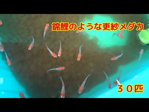 紅白更紗メダカ　錦鯉の様な色が飛んだめだかですサラサsarasamedaka